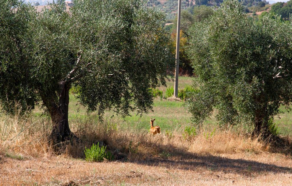 Agriturismo Prati Degli Orti مونتيانو المظهر الخارجي الصورة