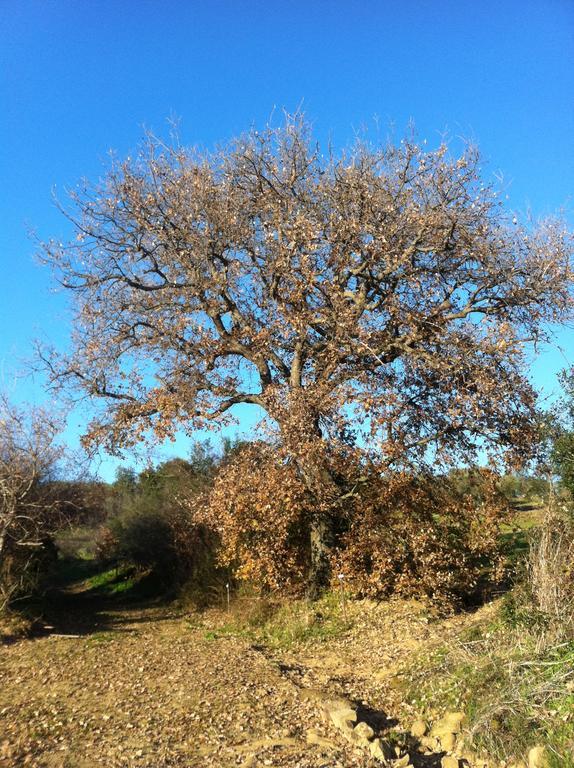 Agriturismo Prati Degli Orti مونتيانو المظهر الخارجي الصورة